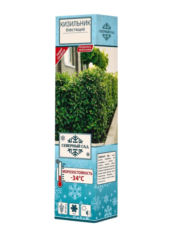 Кизильник блестящий, саженец, декоративный, 1 шт., туба