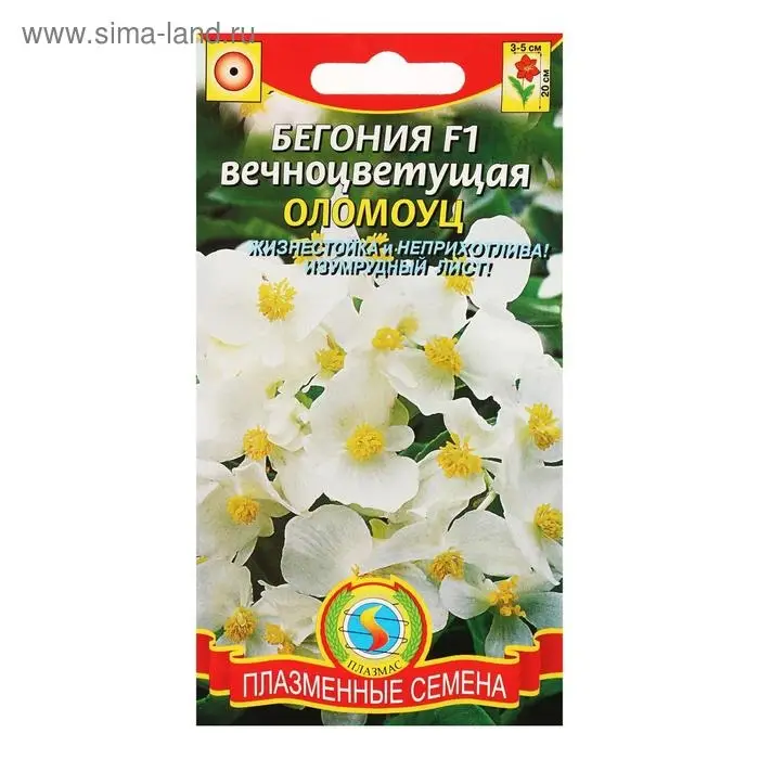 Семена Бегония вечноцветущая Семена Бегония вечноцветущая "Оломоуц", F1, 3 г