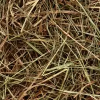 Сено луговое «Зверьё Моё», отборное, ароматное, зеленое, без пыли, крапива, 500 г Сено луговое «Зверьё Моё», отборное, ароматное, зеленое, без пыли, крапива, 500 г