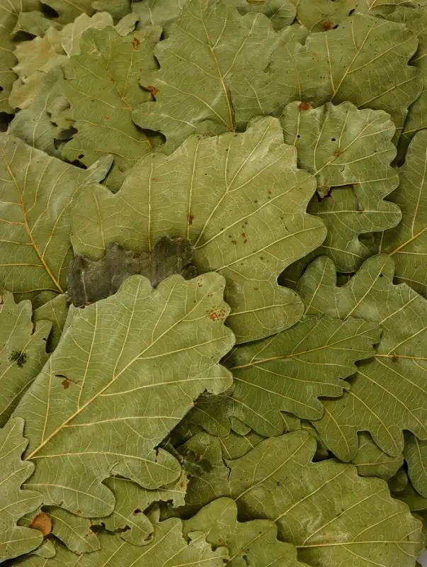 Веник для бани &laquo;Лавандовый прованс&raquo;, дубовый, с лавандой