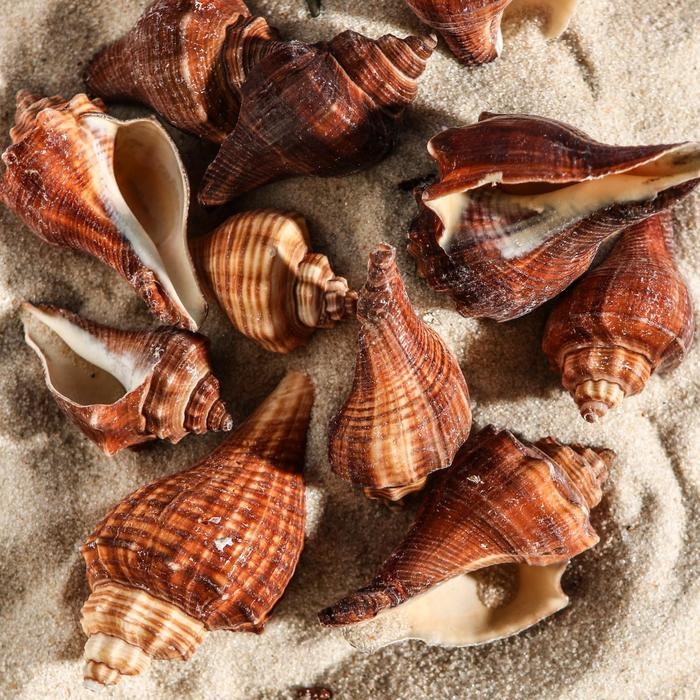Набор ракушек, 5 - 7 см, 100 г Набор ракушек, 5 - 7 см, 100 г