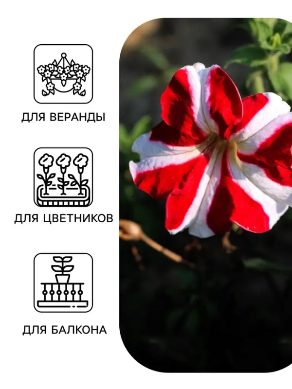 Семена цветов Петуния ампельная &laquo;Красная с белым&raquo; гранулы, 7 шт.