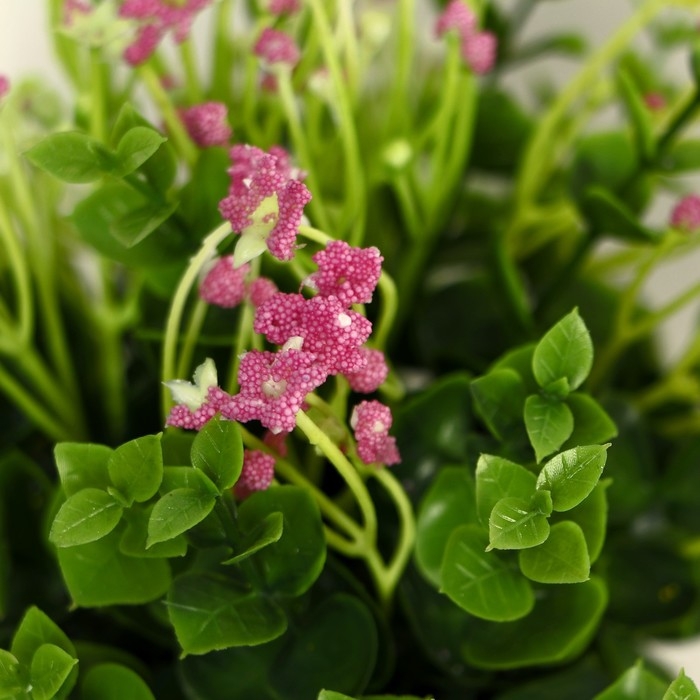 Бонсай в горшке Бонсай в горшке "Фиалка химера" 8х17 см, микс