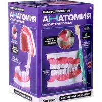 Набор для опытов &laquo;Анатомия&raquo;, челюсть человека