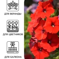 Семена цветов Петуния &laquo;САКСЕСС! 360&deg;&raquo; Ред, F1, 7 шт., Benary, &laquo;АЭЛИТА&raquo;