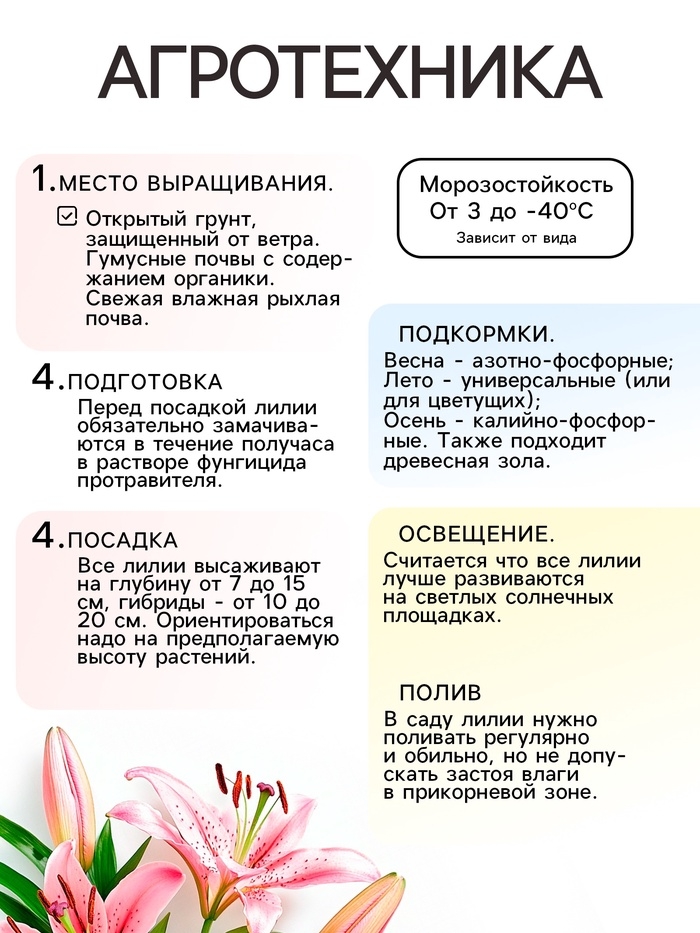 Лилия Махровая Fata Morgana, луковица в пакете с перфорацией, р-р 12/14, 2 шт.