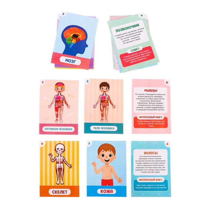 Игровой набор с проектором «Моё тело», звук, свет, 24 карточки Игровой набор с проектором «Моё тело», звук, свет, 24 карточки