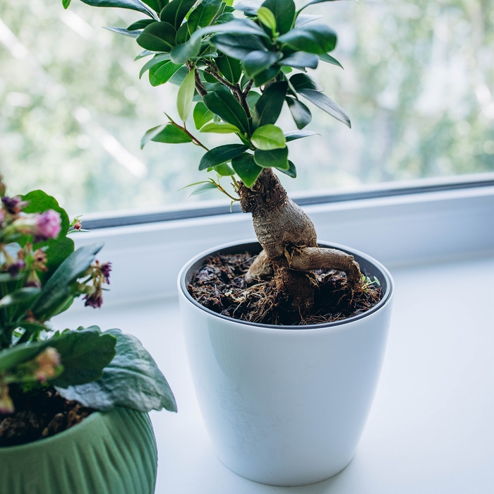 Горшок для цветов, d = 12,5 см, 1 л, пластик, белый Горшок для цветов, d = 12,5 см, 1 л, пластик, белый