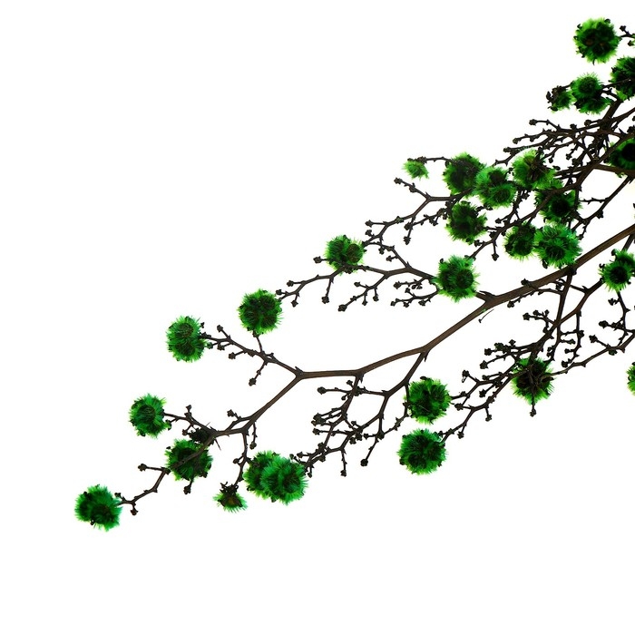 Сухие цветы «Молочай Миля», 25 г, длина — 70 см, цвет зелёный Сухие цветы «Молочай Миля», 25 г, длина — 70 см, цвет зелёный