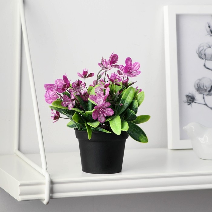 Бонсай в горшке Бонсай в горшке "Рододендрон" 7х12 см, микс