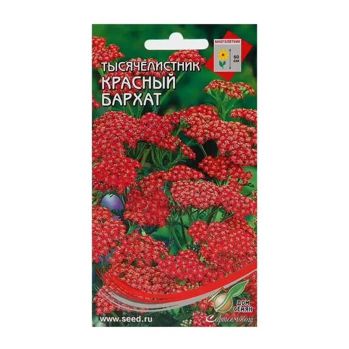 Семена цветов Тысячелистник "Ахиллея" 210 шт.