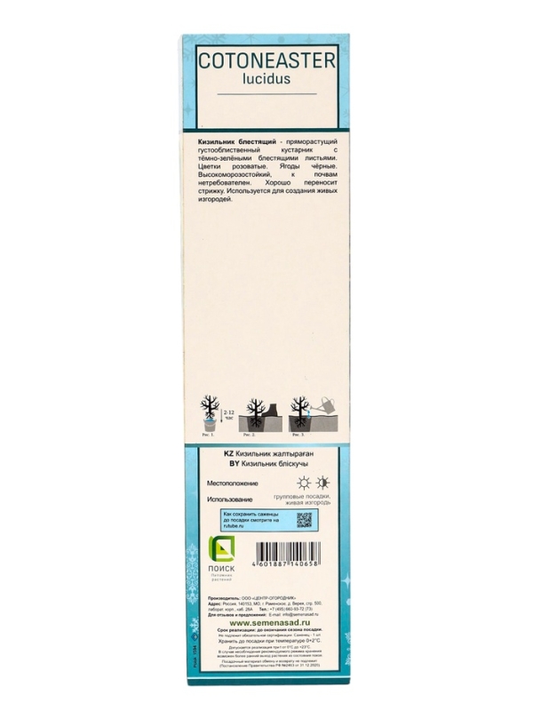 Кизильник блестящий, саженец, декоративный, 1 шт., туба