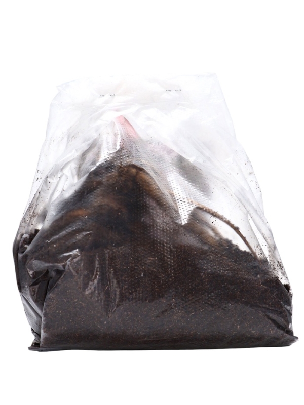 Пионы молочноцветковые и гибриды Пионы молочноцветковые и гибриды "Сара Бернар ", 1 шт, р-р 2-3, Весна 2025