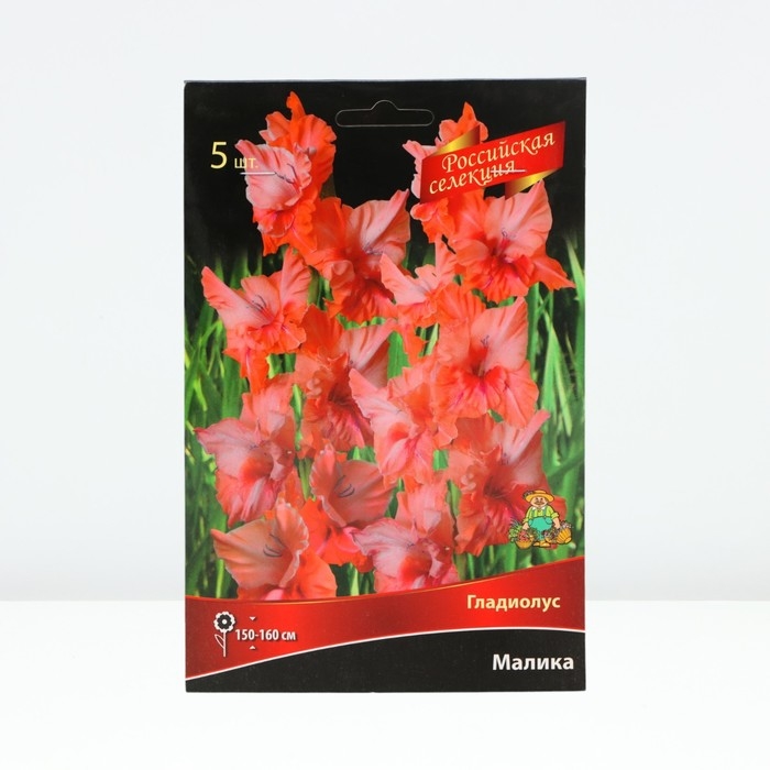 Гладиолус крупноцветковой «Российская селекция Малика», луковица цветов в пакете с перфорацией, р-р 10/12, 5 шт.
