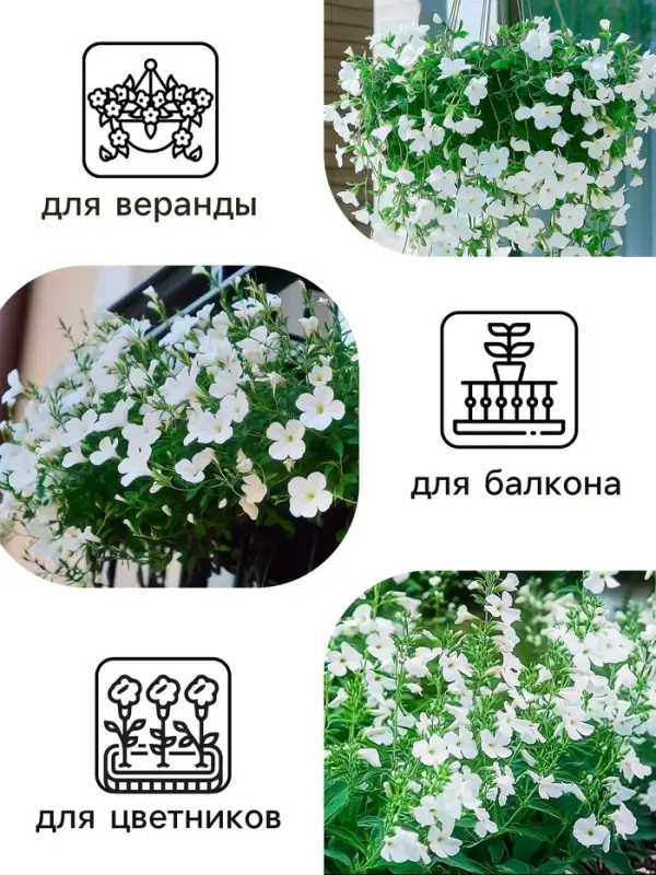 Семена цветов Лобелия ампельная  Семена цветов Лобелия ампельная "Белый каскад", 5 шт.