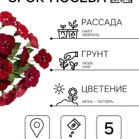 Семена цветов Петуния &laquo;Софистика Блэкберри&raquo; F1, 5 шт.