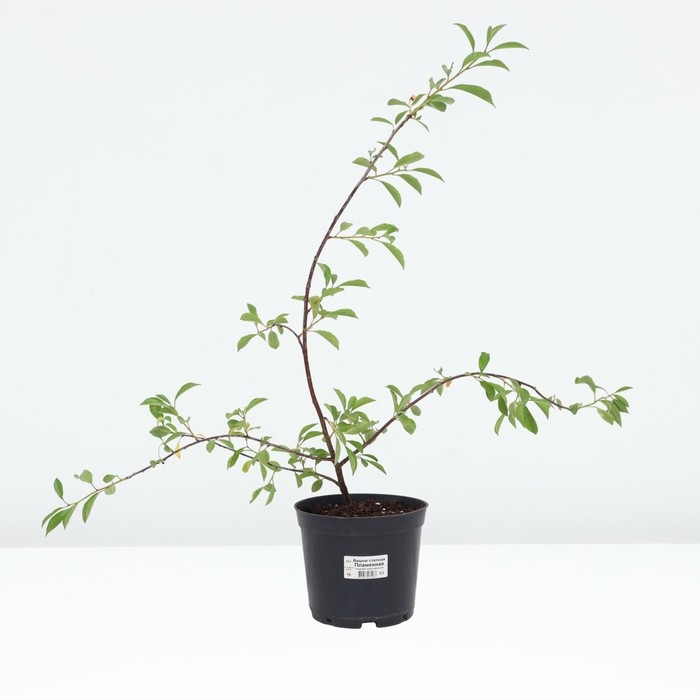 Вишня степная Пламенная, горшок С3, 1 шт, Осень 2024 Вишня степная Пламенная, горшок С3, 1 шт, Осень 2024