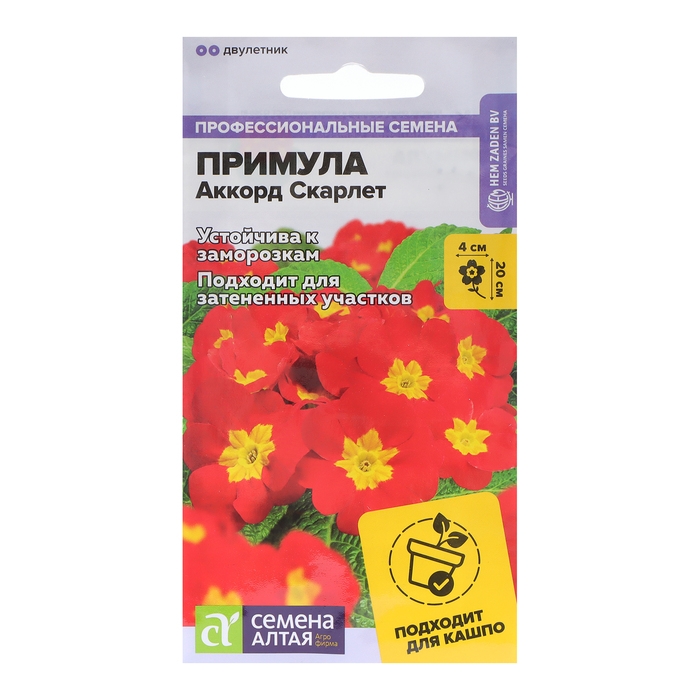 Семена цветов Примула  Семена цветов Примула "Аккорд", скарлет, Сем. Алт, ц/п, 5 шт