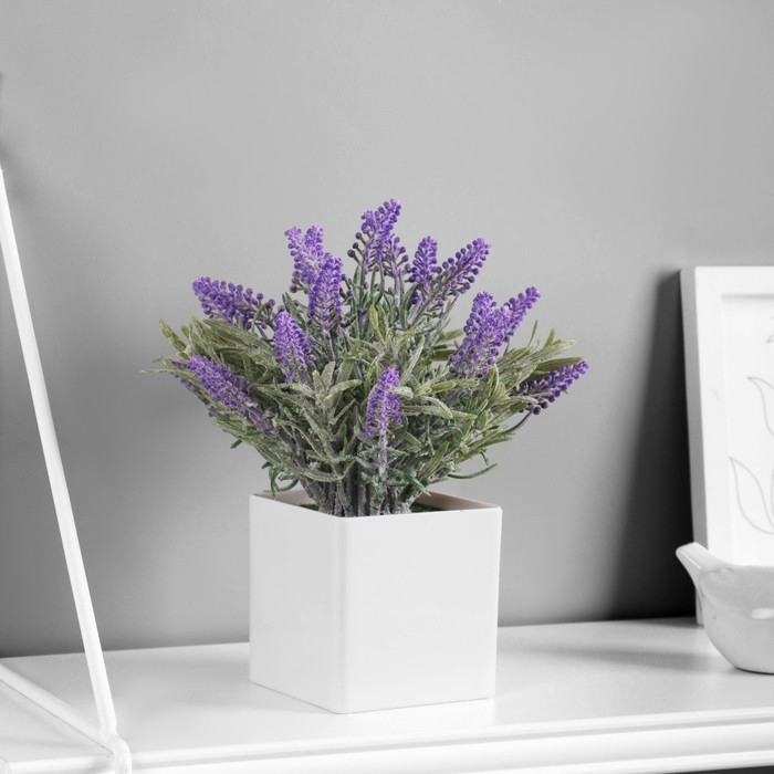 Бонсай Бонсай "Лаванда экстра галант" 8х18 см, сиреневый