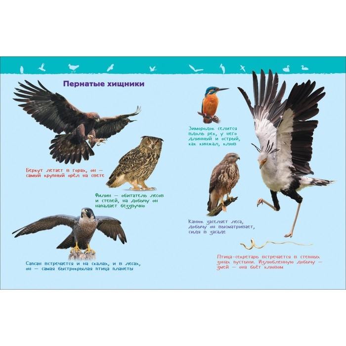 Энциклопедия для детского сада «Птицы», Гальцева С. Н. Энциклопедия для детского сада «Птицы», Гальцева С. Н.