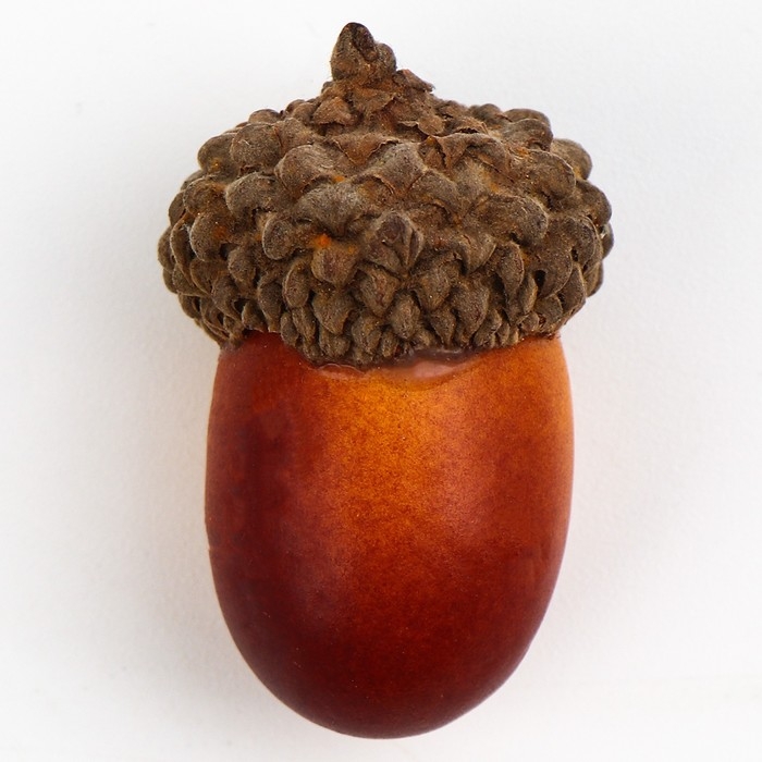 Декор «Жёлудь» набор 50 шт., размер: 2,5 × 1,5 см Декор «Жёлудь» набор 50 шт., размер: 2,5 × 1,5 см