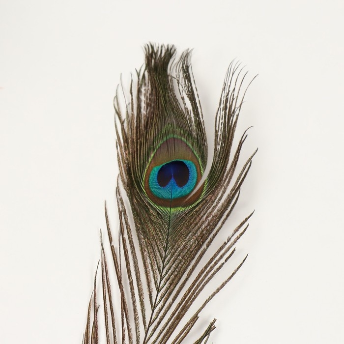 Перо декоративное "Павлин" h=70-80 см