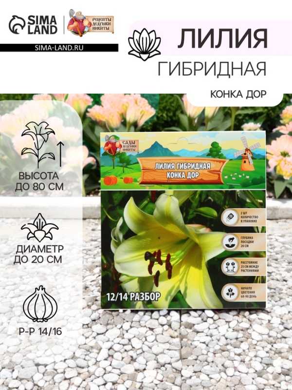 Лилия гибридная «Конка Дор», луковица в пакете с перфорацией, р-р 14/16, 2 шт.