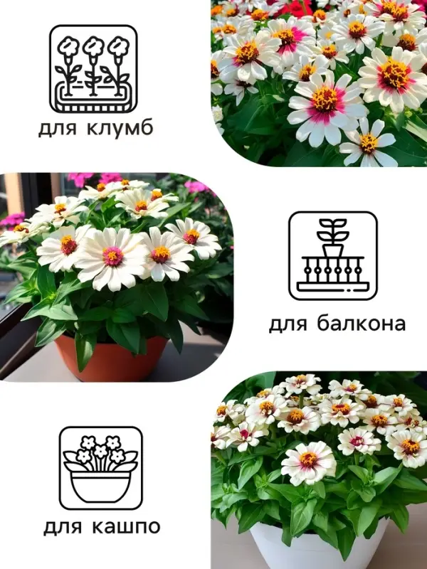 Семена цветов Цинния &laquo;Лилипут&raquo; смесь, 0.2 г, &laquo;Рецепты дедушки Никиты&raquo;