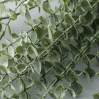 Цветы искусственные «Эвкалипт цинерия», h=53 см, зелёные Цветы искусственные «Эвкалипт цинерия», h=53 см, зелёные