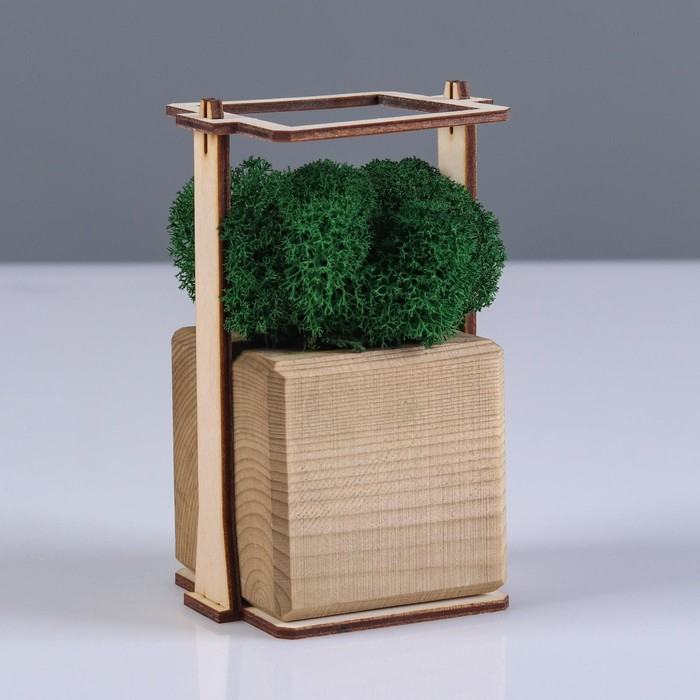 Кашпо композиция со мхом  Кашпо композиция со мхом "Бриовуд", мох стабилизированный: Forest green (Зелёный лес)