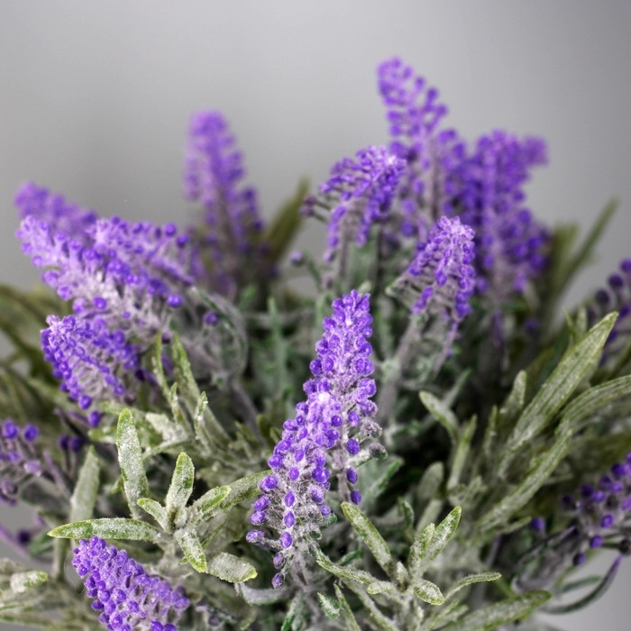 Бонсай Бонсай "Лаванда экстра галант" 8х18 см, сиреневый