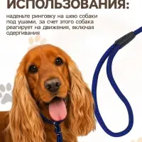Ринговка для собак, 150&times;0.6 см, с вертлюгом, синяя, чёрная