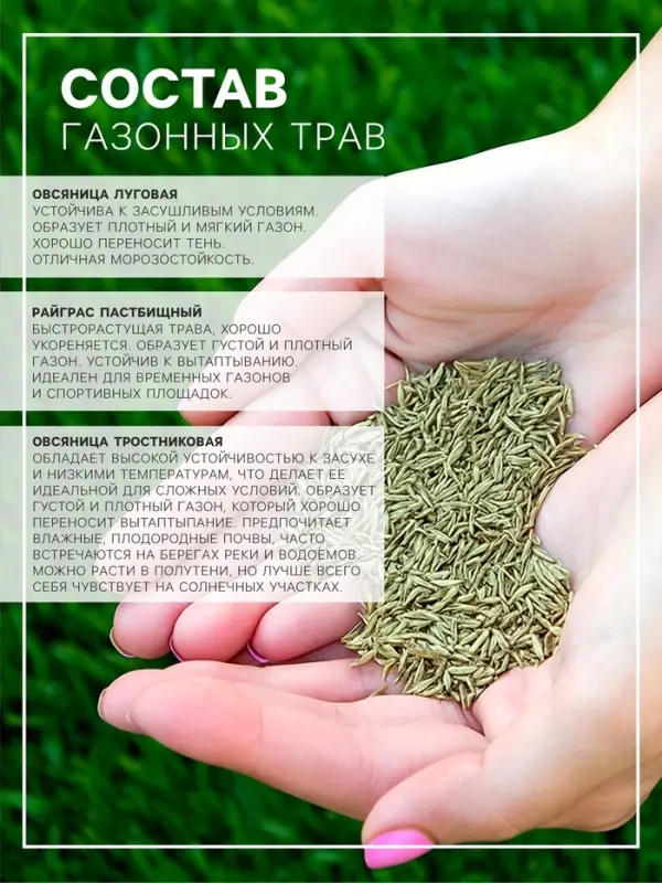 Газонная травосмесь &laquo;Засухоустойчивая&raquo;, 1 кг