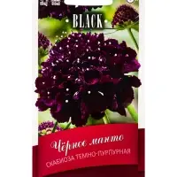 Семена цветов Скабиоза темно-пурпурная &laquo;Чёрное манто&raquo; 0.2 г