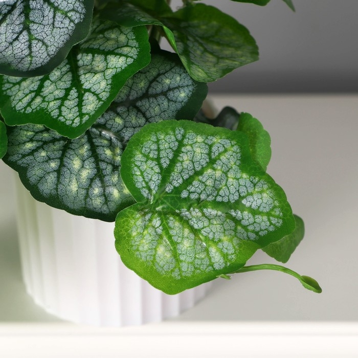 Бонсай в горшке Бонсай в горшке "Гейхера элегант" 9х15 см, зелёный