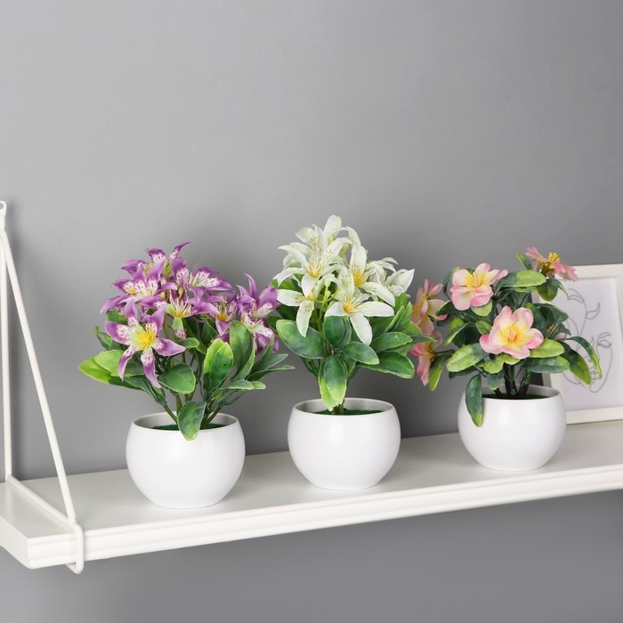 Бонсай в горшке Бонсай в горшке "Адениум элегант" 9х18 см, микс