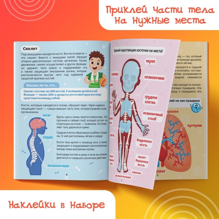 Наклейки «Как устроено моё тело», 16 стр. Наклейки «Как устроено моё тело», 16 стр.
