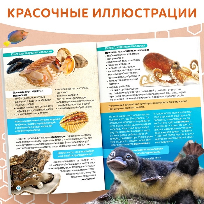 Энциклопедия в мягком переплёте «Биология для детей», 68 стр. Энциклопедия в мягком переплёте «Биология для детей», 68 стр.