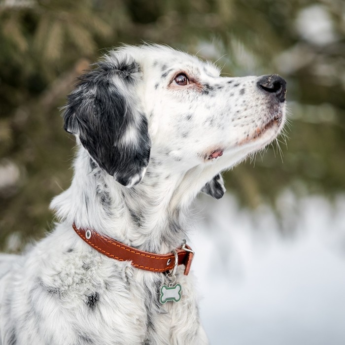 Ошейник кожаный однослойный безразмерный, 45 х 2 см, ОШ 18-39 см, коричневый Ошейник кожаный однослойный безразмерный, 45 х 2 см, ОШ 18-39 см, коричневый