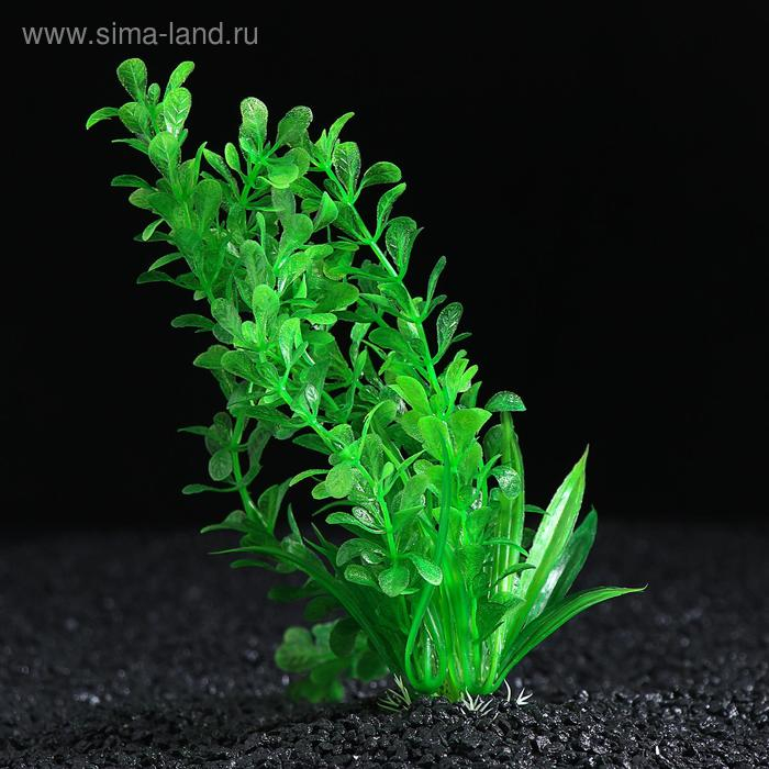 Растение искусственное Растение искусственное