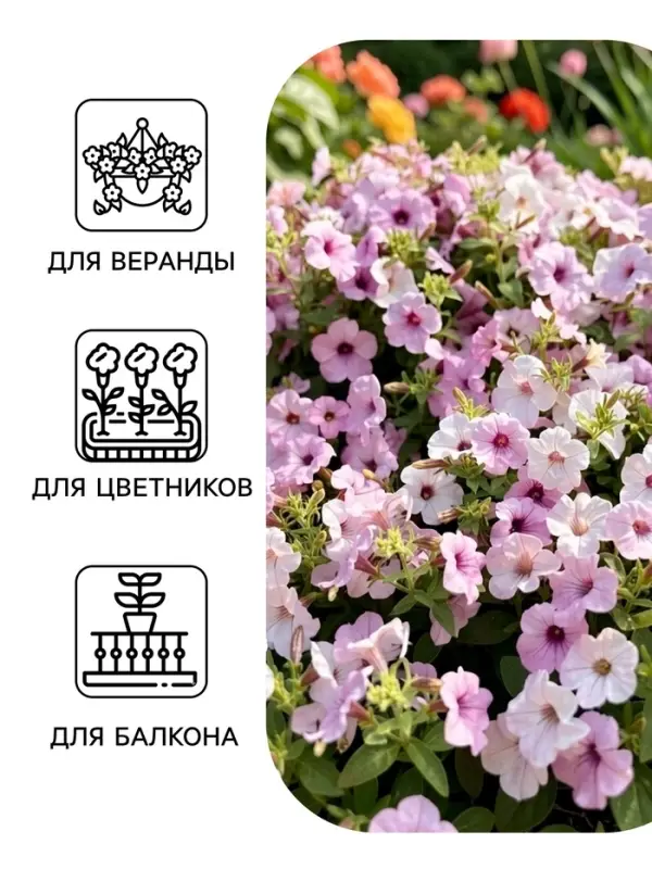 Семена цветов Петуния каскадная &laquo;Тайдал Вейв Сильвер&raquo; 5 шт.