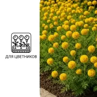 Семена цветов Краспедия шаровидная &laquo;Билли Батон&raquo;, 10 шт.