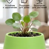 Горшок цветочный &laquo;Япония&raquo;, 125 мл, d=8 см, h=6.5 см, пластиковый, с поддоном, фисташковый
