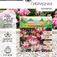 Лилия гибридная «ЛоллиПоп», луковица в пакете с перфорацией, р-р 14/16, 2 шт.