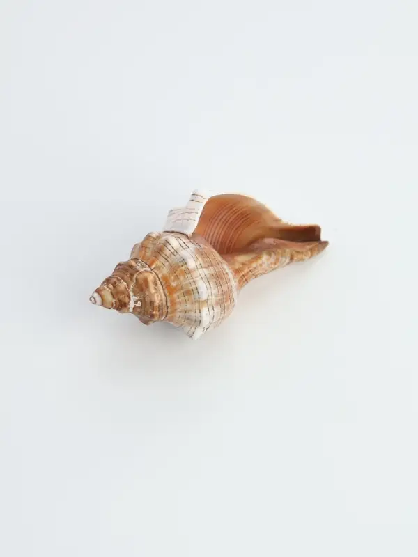 Ракушка декоративная, 8-11 см