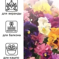 Семена цветов Виола Виттрока &laquo;Махровое кружево&raquo;, триколор, F1, 4 шт., двулетник, &laquo;Гавриш&raquo;
