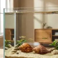 Ракушка декоративная, длина 5-6 см, ширина 4 см