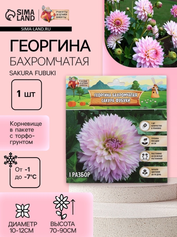 Георгина Бахромчатая SAKURA FUBUKI, клубелуковица в упаковке, р-р I, 1 шт.