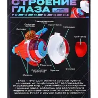 Набор для опытов &laquo;Строение глаза&raquo;, анатомическая модель