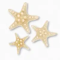 Набор из 3 морских звезд, размер 5-7 см, 7-10  см, 10-12 см, белые